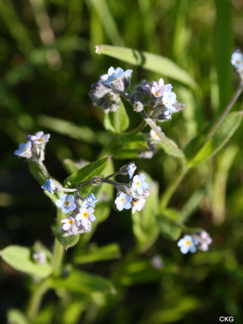 2010-06-04  Förgätmigej-blå blommor vars skaft växer till dubbla fodrets längd efter blomningen