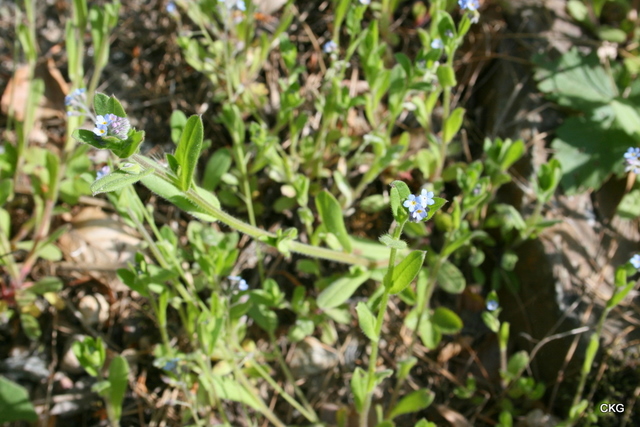 2010-06-02  Små 2 mm breda, förgätmigejblå blommor på korta skaft