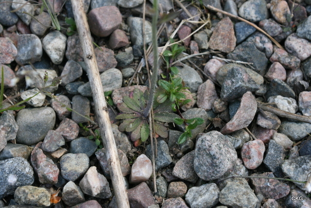 2012-05-19  Bladrosetten är liten men tät med många små tungformade blad. Stjälken är hårig nertill