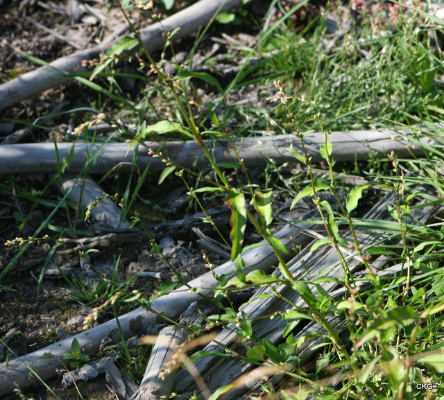 2012-08-16  Bitterpilört är förgrenad nära marken, och grenarna växer upprätt, förutom de slokande topparna med blommorna
