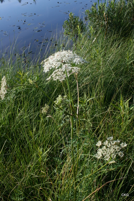 2011-07-31  Kärrsilja är högväxt, med stadig stjälk, stora vita blomflockar och morotsblast till blad