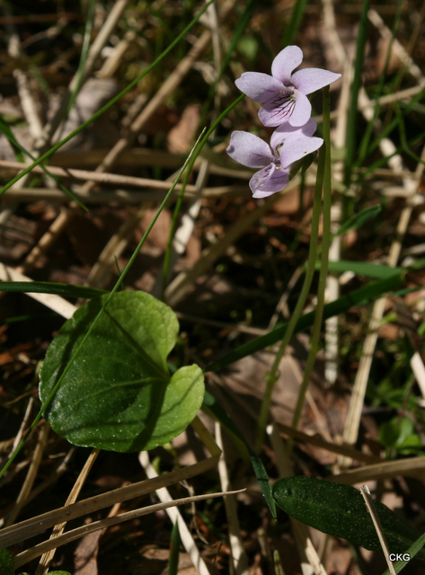 2012-05-25  Blekvioletta violer med mörk ådring och nästan runda blad