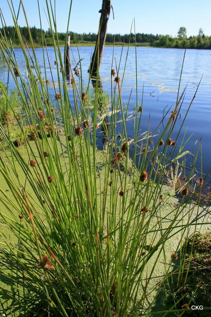 2010-06-15  Knapptåg, en planta i strandkanten av Harsjön