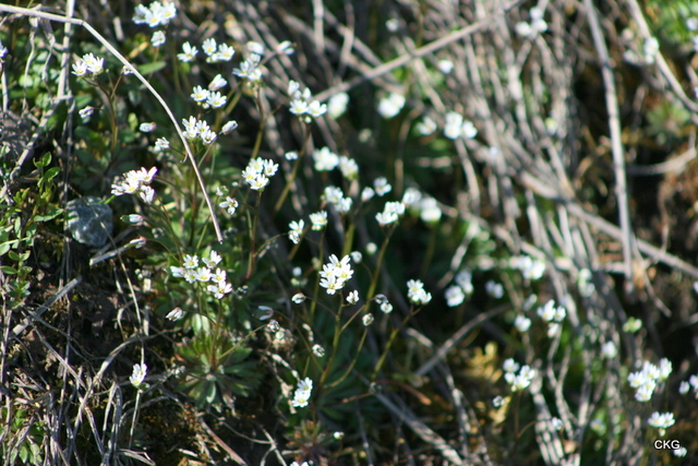 2011-04-18  Den pyttelilla nagelörten hör till vårens tidigaste blomning