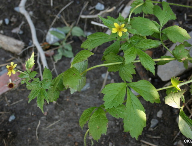 2010-06-22  Plantan är ofta mer eller mindre upprätt och förgrenad, med ett frodigt bladverk