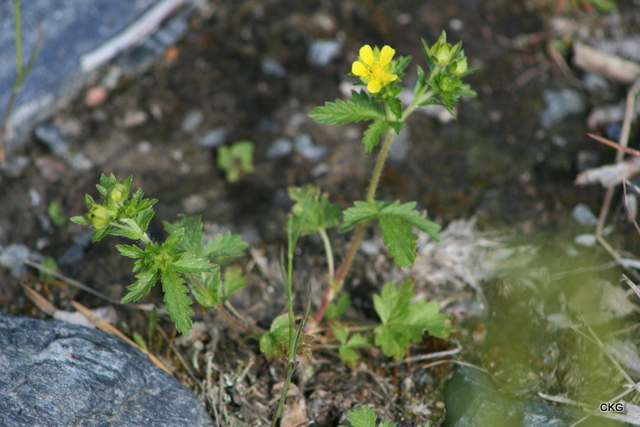 2012-06-14  En liten planta, vanlig vid dammarna