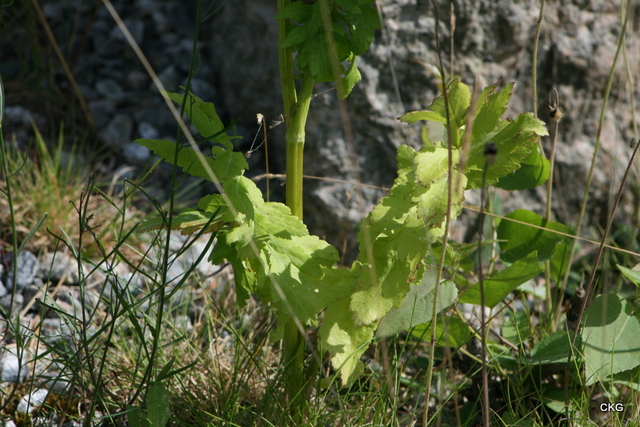 2012-07-24  Gulgröna parflikiga blad