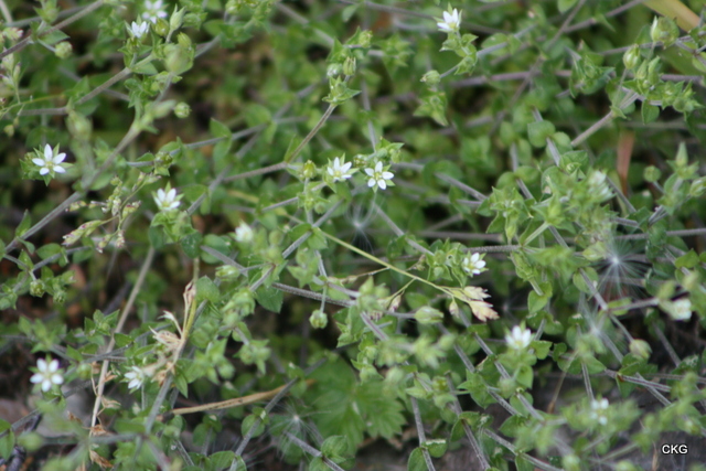 2012-05-29  Sandnarv, med små vita blommor och timjanlika blad.