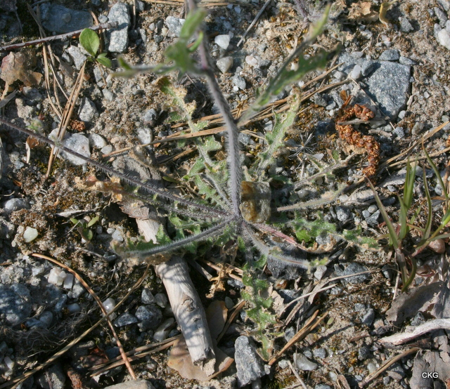 2011-05-22  Sandtrav, bladrosett med kraftigt flikiga blad. Tyvärr var den illa tilltygad, så de stora ändflikarna syns ej