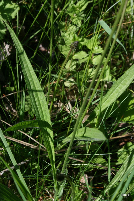 2010-06-04  Bladen är långa, smala, med markerade huvudnerver och sitter i en rosett vid marken
