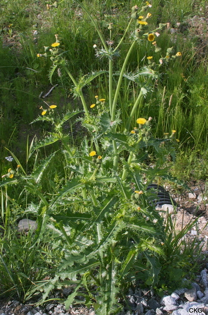 2007-07-02  En hög, köttig, gräsgrön ört med taggiga, grovtandade eller flikade blad