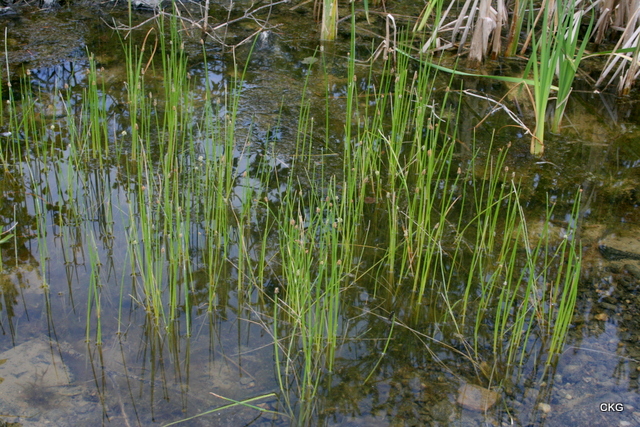 2010-07-06  Veksäv i ett av vattenhålen, med halvgenomskinliga gulgröna mjuka strån