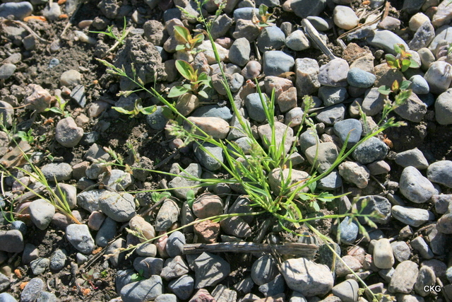 2010-06-15  Vitgröe blir ofta bara små plantor, men växer å andra sidan nästan överallt