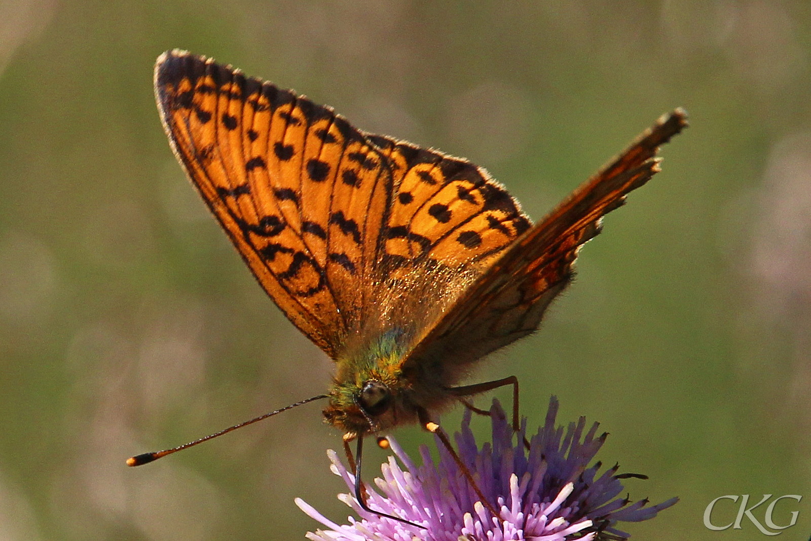 Liten, lysande orange, och som så många andra pärlemorfjärilar älskar den tistlar och andra rödvioletta blommor. 