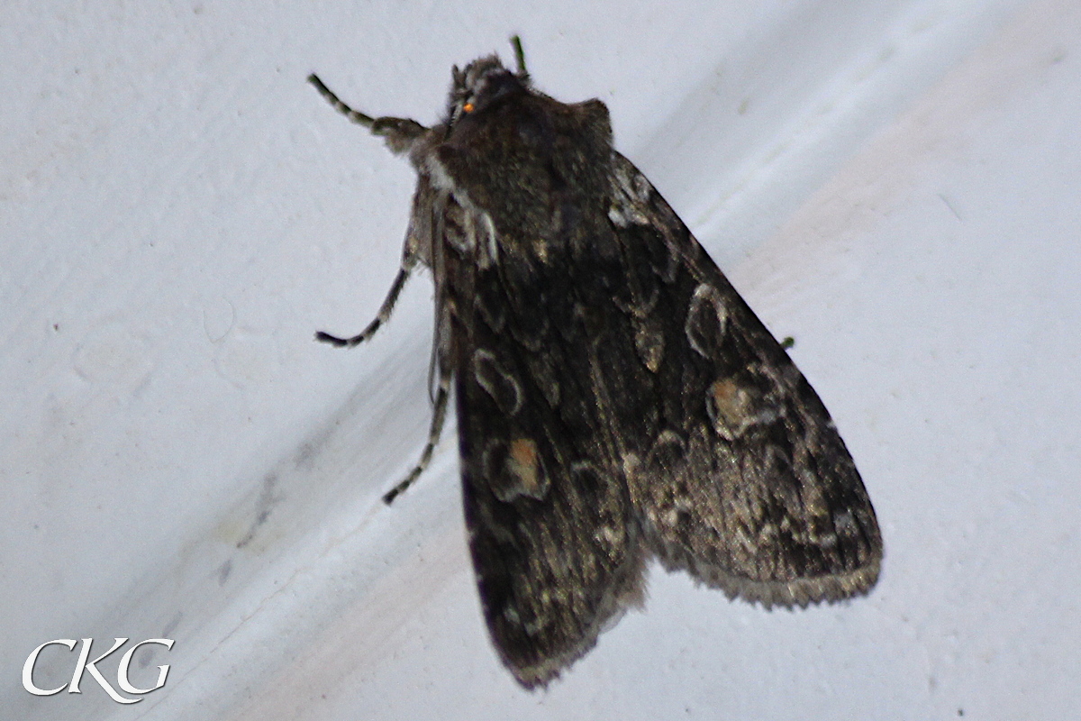 Mörkgrå vingar, med ljusare bas och tydligt ljuskantade oval- och njurfläckar