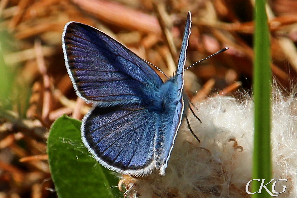 Den djupblå färgen hos en nykläckt ängsblåvinge är lika karakteristisk som ljuvlig. De svarta vingribborna är tydligt synliga på ovansidan
