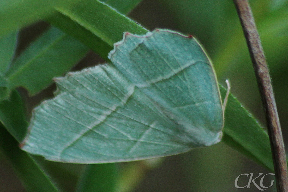 Eleganta vita och gulbruna dubbellinjer på gröna vingar. Tyvärr envisades den med att hänga under ett klöverblad.