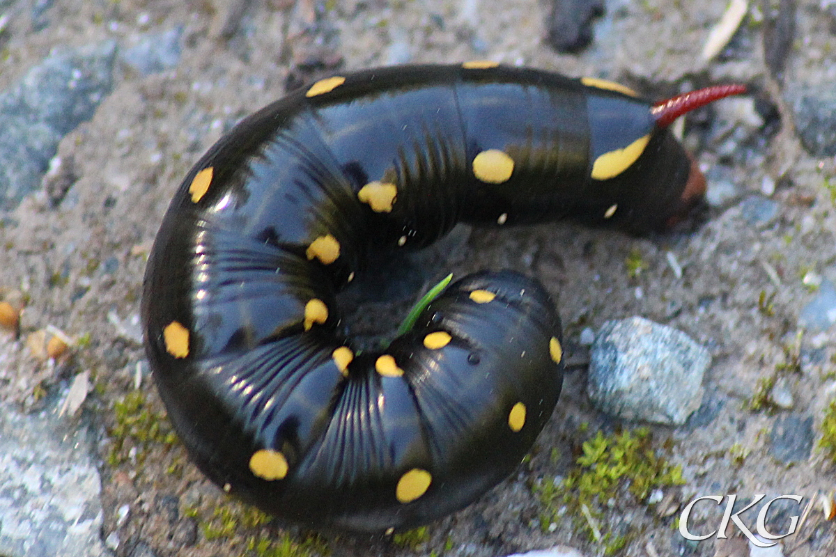 En mycket stor, svart larv med gula prickar och ett rött analhorn