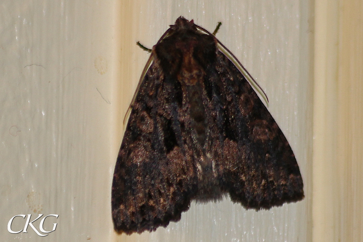 En mörkt brungrå fjäril med rödbruna fläckar