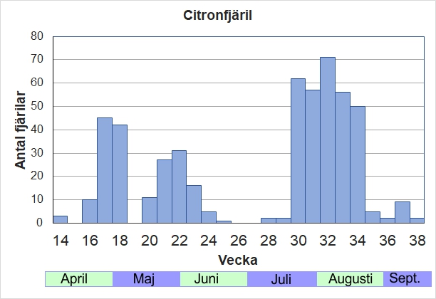 Antal individer vid inventeringar längs Listrevägen och Stormossevägen 2013-2017 fördelade på veckonummer. Det framgår ganska tydligt att det är betydligt fler individer på sensommar/höst än de som lyckas övervintra.