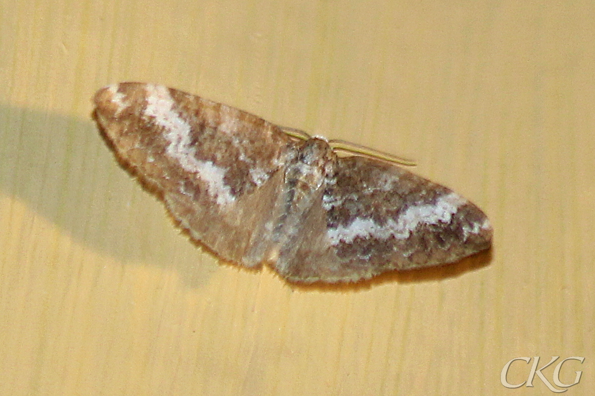 En liten brun mätare, med ett vitt tvärband över framvingarna, men nästan jämngrå bakvingar
