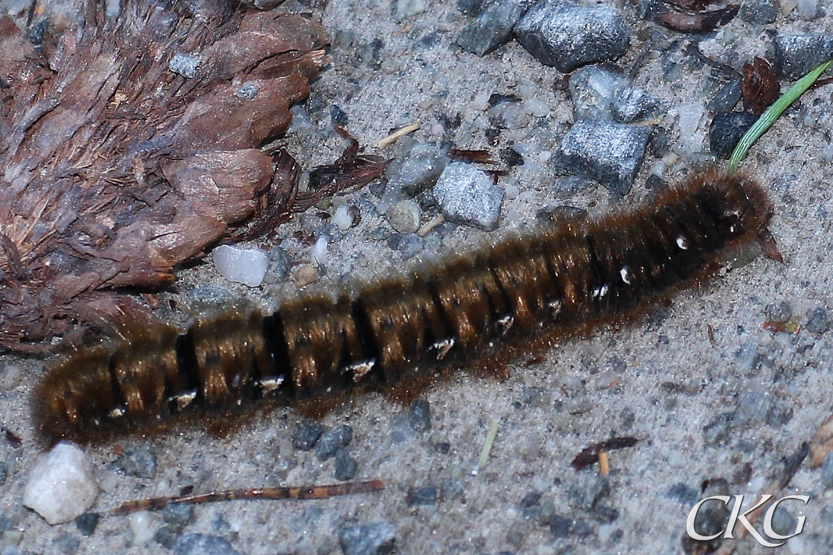 En stor larv med lång, ljusbrun behåring och vita >-tecken på varje segmentsida