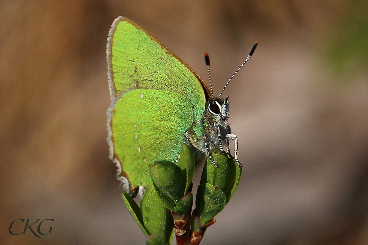 Släktnamnet Callophrys betyder ungefär vackra ögonbryn. Så mycket till ögonbryn ser man väl inte, men den är rätt söt, med juvelvingarnas mer mandelformade ögon.