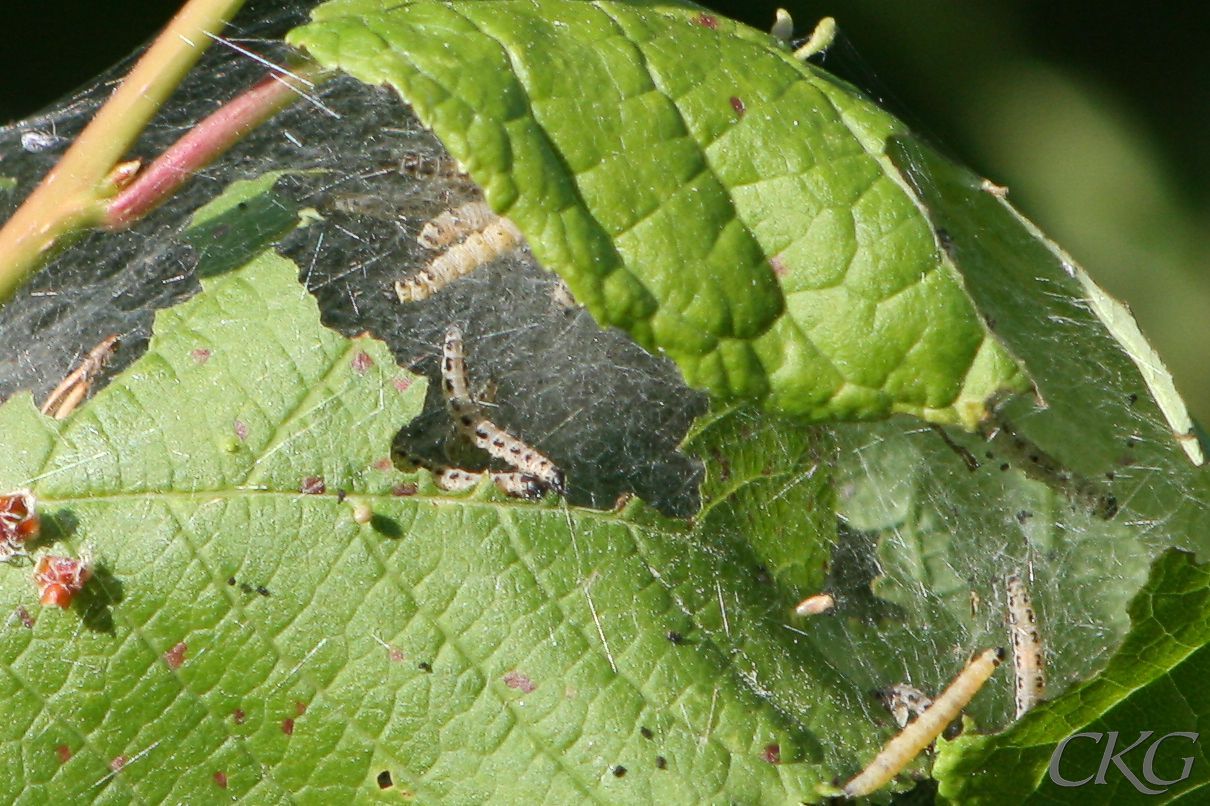 Hopspunna häggblad med en koloni av larver