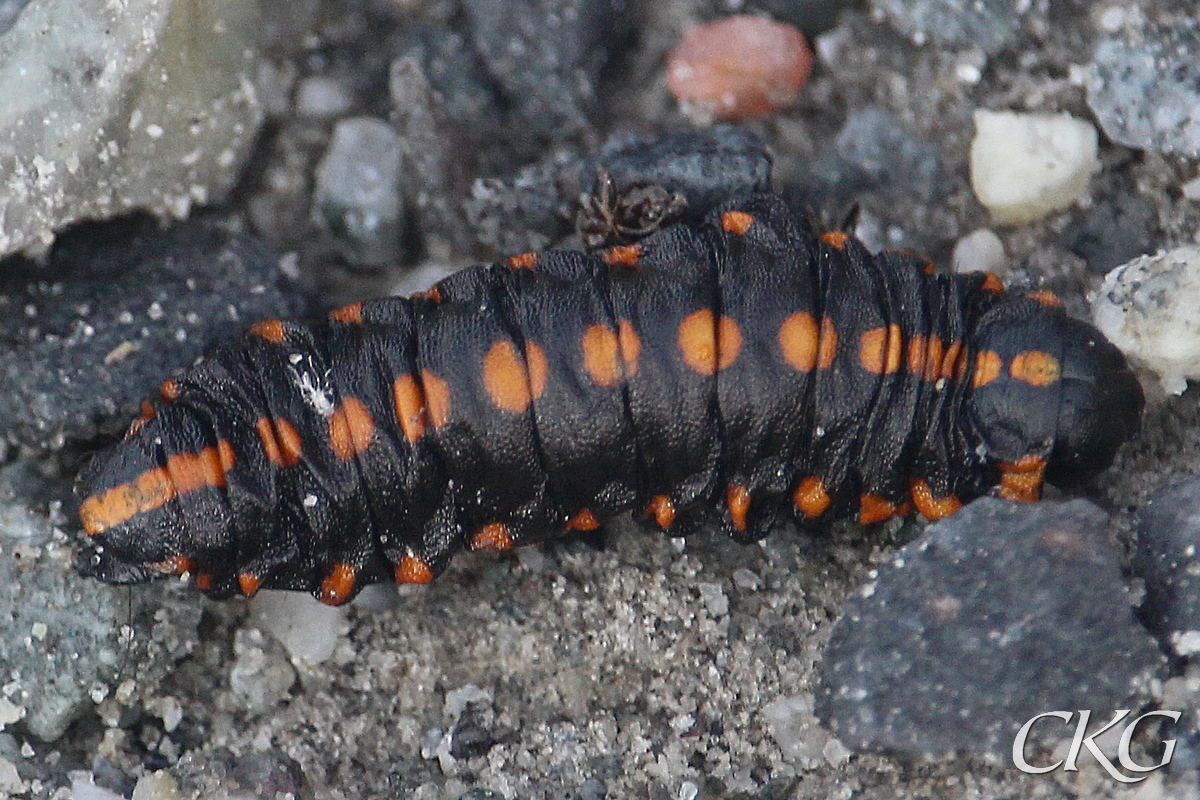 En svart, knubbig larv med rödorange prickar