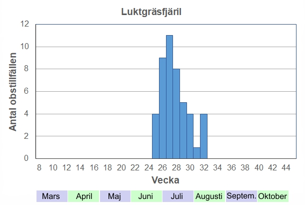 Antal observationstillfällen (inte individer) 2012-2017 fördelade på veckonummer. Luktgräsfjäril är så vanlig under sin mest intensiva säsong att jag definitivt inte registrerat varje obstillfälle, men flygtidens längd stämmer rätt bra: från midsommar och juli ut, med enstaka fjärilar i början av augusti.