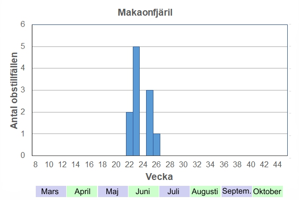 Antal observationstillfällen (inte individer) 2012-2017 fördelade på veckonummer. Man ser sällan något större antal, men varje år ses några ex, framför allt när syrenerna blommar. Vissa år, t ex 2016, blir det många obsar, om än av en eller två fjärilar per gång.