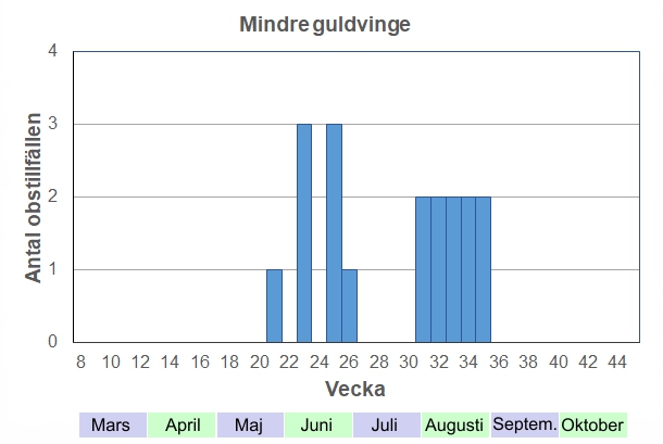 Antal observationstillfällen (inte individer) 2012-2017 fördelade på veckonummer. Enstaka guldvinger kan dyka upp när man börjar böka i trädgården i maj, och så fortsätter det under hela sommaren. Ingen vanlig art här, men man ser några stycken varje år.