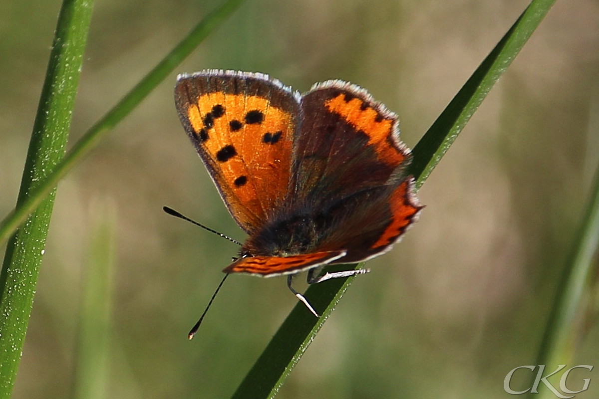 De lysande orange framvingarna kontrasterar mot de mattbruna bakvingarna.