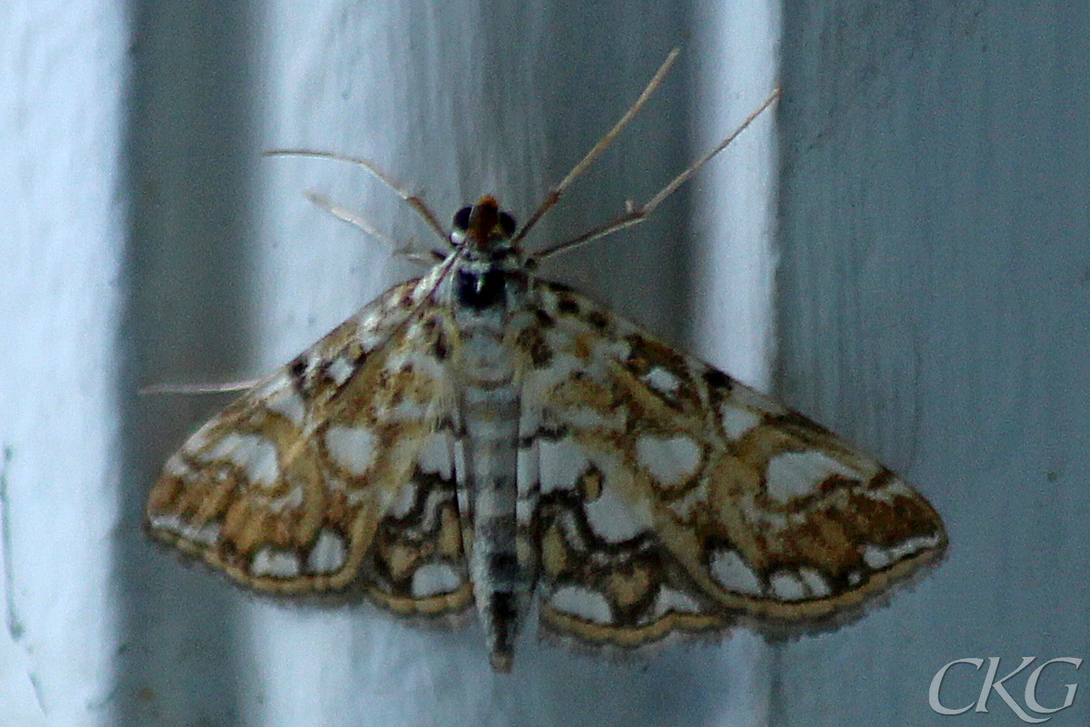Ett näckrosmott som förirrat sig inomhus visar pärlemorfläckarna på de brungula vingarna, om än oskarpt