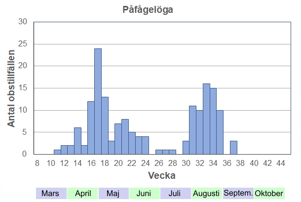 Antal observationstillfällen (inte individer) 2012-2017 fördelade på veckonummer. De första fjärilarna kan dyka upp redan i mars om våren är tidig, och den övervintrande generationen flyger sedan under hela våren och försommaren. Riktigt slitna ex kan ses kring midsommar. När den nya generationen kläcker fram kan det goda år var mängder av påfåglar i farten varma sensommardagar.