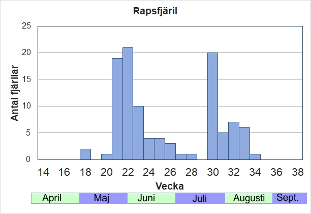 Antal individer vid inventeringar längs Listrevägen och Stormossevägen 2013-2017 fördelade på veckonummer. Under försommaren ser man nästan alltid några rapsfjärilar i soliga diken och skogsbryn. Andra generationen under juli-aug kan också vara ganska stor.