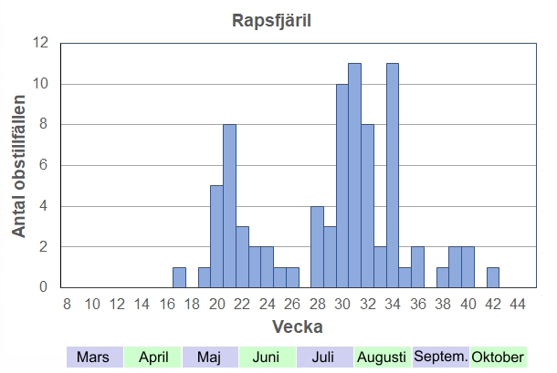 Antal observationstillfällen (inte individer) 2012-2017 fördelade på veckonummer. Inte lika tidig som de övervintrande fjärilarna, men från maj kan den ses hela säsongen ända fram till frosten. Ofta är det svårt att se växlingarna mellan de 2-3 generationerna.