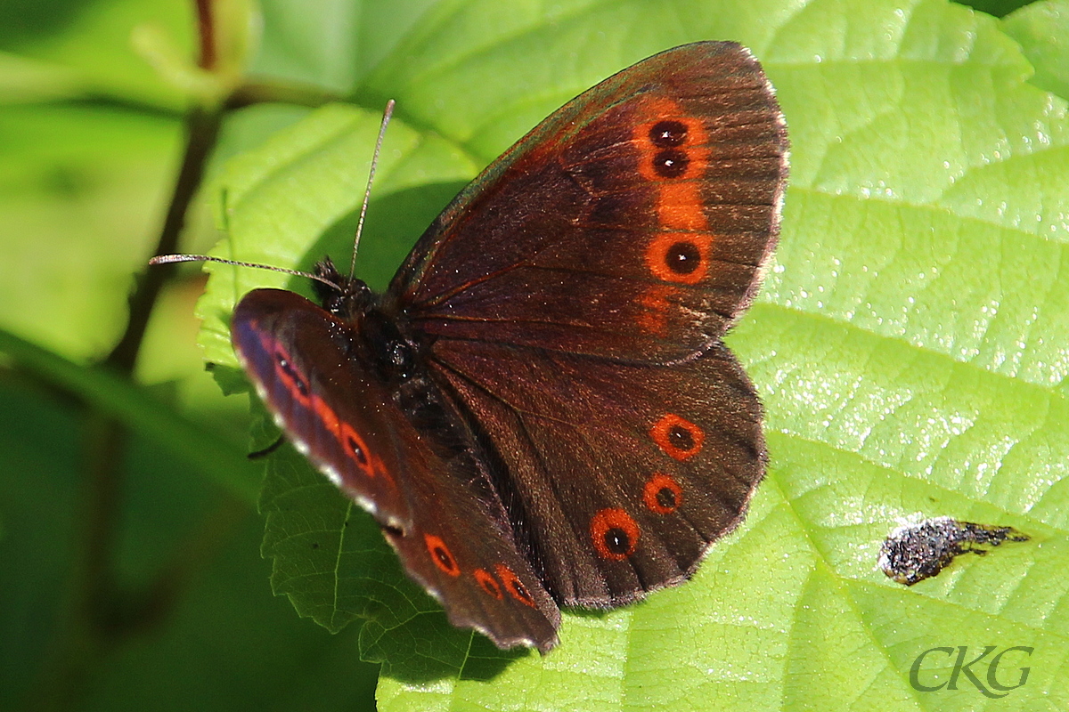 En ganska stor fjäril, mörkbrun med ett orange band längs vingkanterna