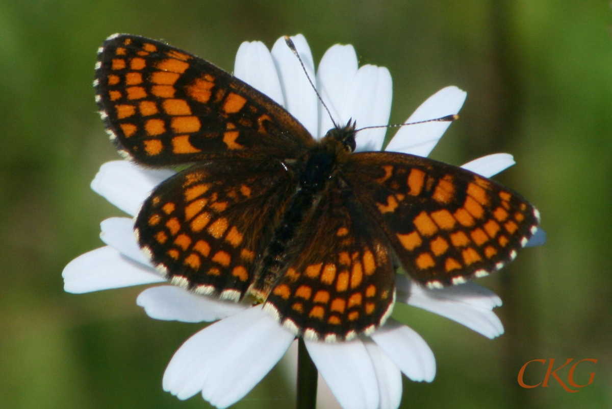 En ganska mörk variant.