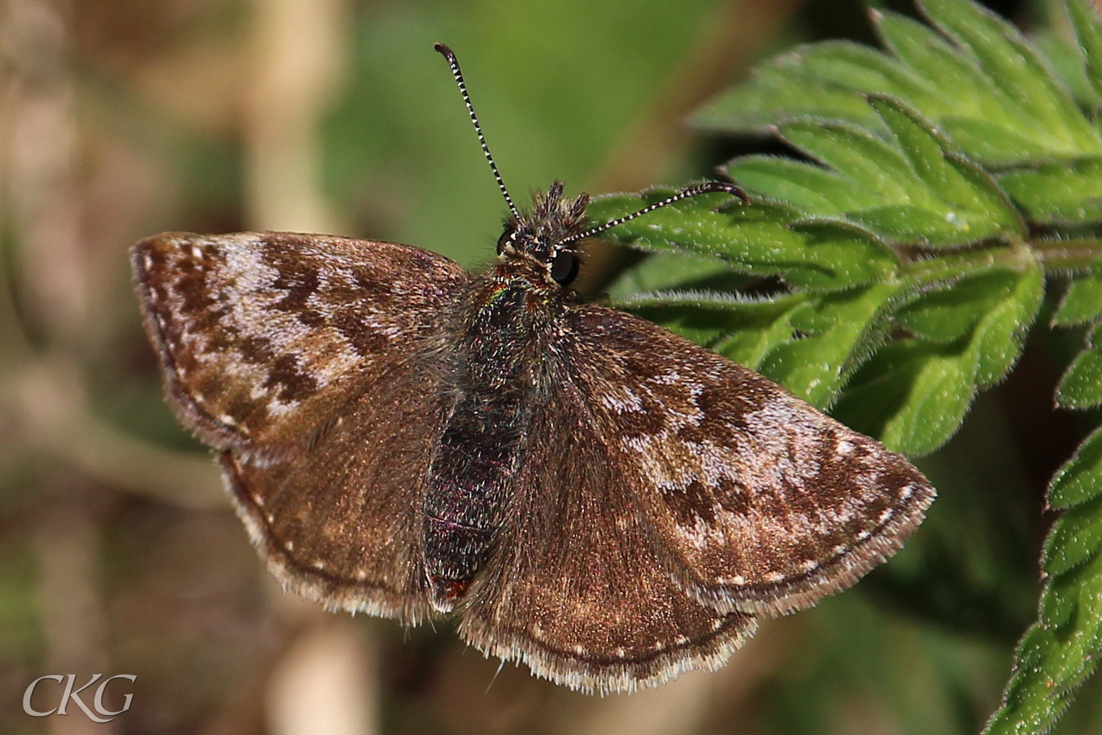 Framvingarna har nästan lusekoftemönster medan bakvingarna är med enfärgad mörkbruna, förutom del eleganta raden av pyttesmå vit kantprickar.