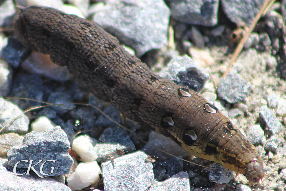 En stor gråbrun larv, med märkliga fläckar som liknar serietidningsögon.