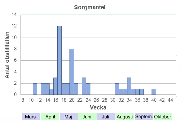 Antal observationstillfällen (inte individer) 2012-2017 fördelade på veckonummer. De övervintrande fjärilarna hör till de tidigaste vårfjärilarna. Man ser sällan mer än enstaka ex, men på hösten kan man ibland hitta flera sorgmantlar på t ex savande träd, ofta tillsammans med andra arter.