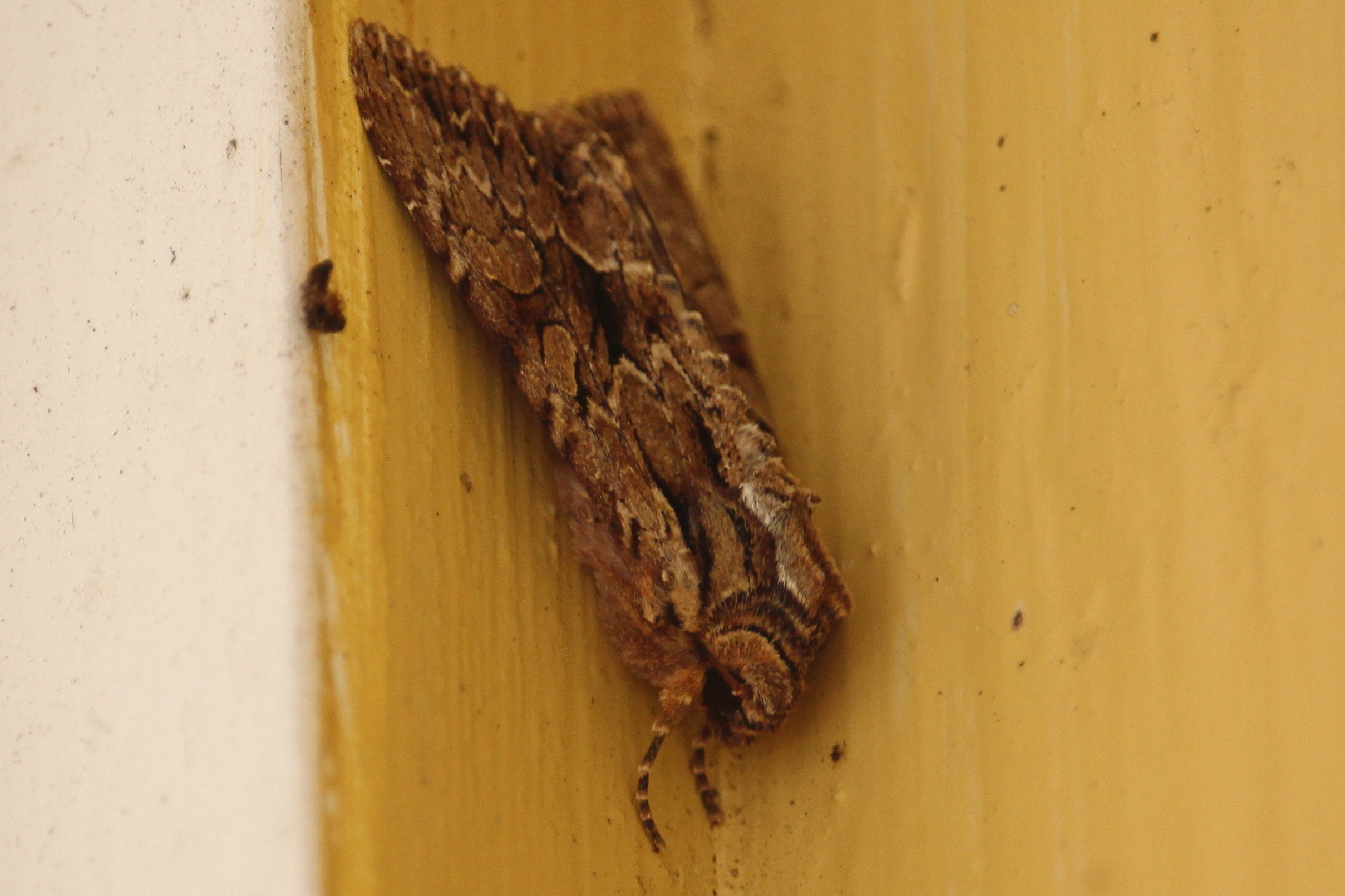 Större ängsfly, ett stort nattfly med brokiga, spetsiga framvingar. Satt bakom fönsterluckan på verandan, dum vinkel men bestämbar.