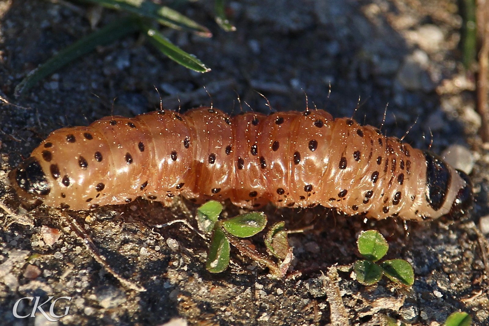 En ganska stor orangerosa larv med svarta prickar, svart huvud och sista segment samt en svart "nacksköld"