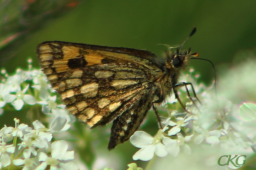 En hona bland hundlokans blommor