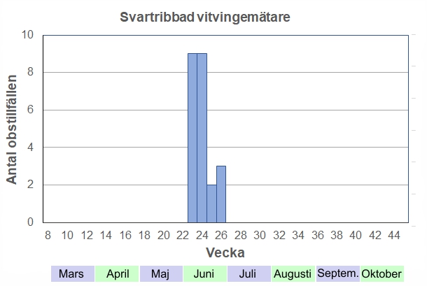 Antal observationstillfällen (inte individer) 2012-2017 fördelade på veckonummer. Under juni flyger de framför allt under varna kvällar. Ibland kan man se många på en gång när de skräms upp ur högt gräs.