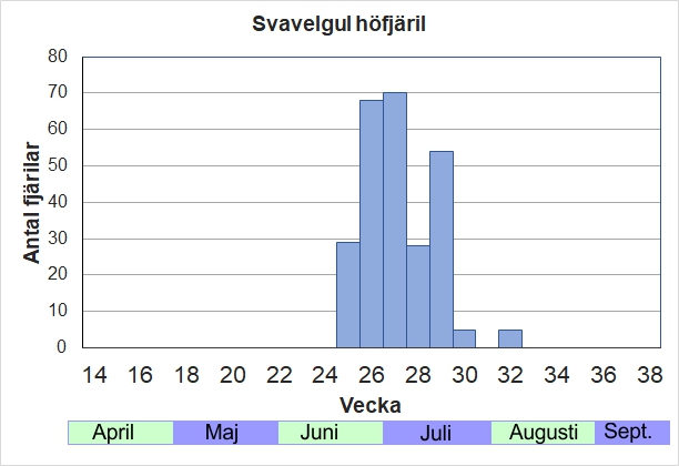 Antal individer vid inventeringar längs Listrevägen och Stormossevägen 2013-2017 fördelade på veckonummer. Flyger normalt när det inte finns så många citronfjärilar, praktiskt nog. Som flest är de i början av juli, men enstaka fjärilar kan finnas kvar ganska länge. 