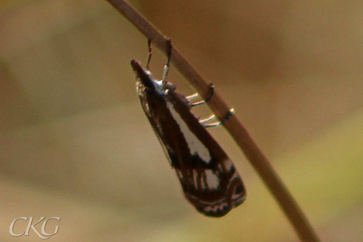 Den stora vita fläcken liknar en utdragen tumvante, i tydlig kontrast mot den mörkbruna vingen