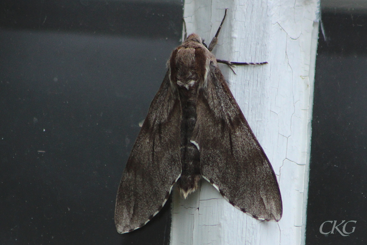 En enorm gråsvart nattfjäril, med tre små svarta streck mitt på framvingarna
