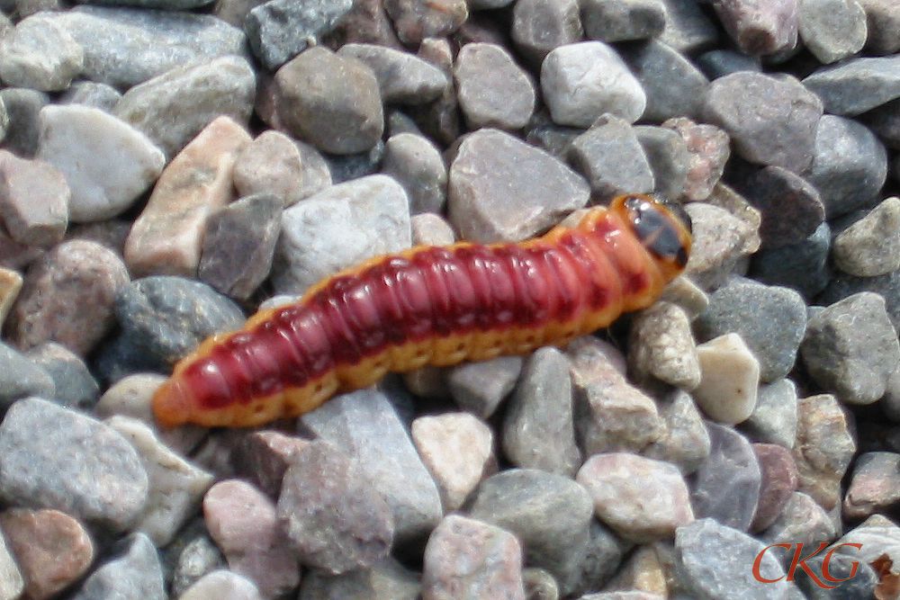 Mycket stor, köttfärgad larv på vandring inför förpuppning.